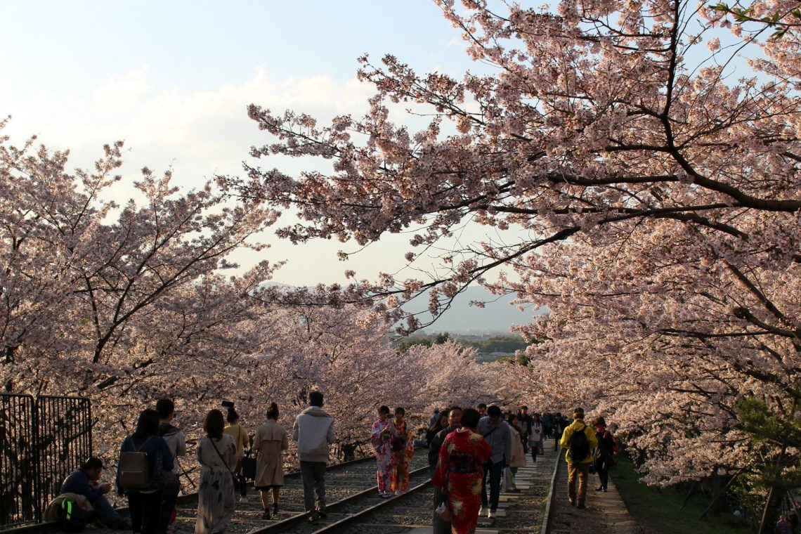 Japan, Kirschblüte, Kyoto