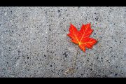 Ahornblatt, Kanada, Indian Summer, Herbst