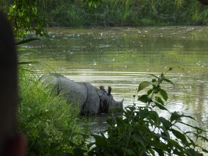 Nepal, Asien, Rundreise, Individualreise, Ochsenkarren, Land und Leute, alternatives Reisen, Chitwan Nationalpark, Reisterassen, Reisfelder, Tiere, Vögel, Safari, Nashörn, Elefant, Tiger, Krokodil