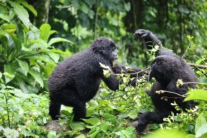 Uganda Gorilla Kinder Bwindi NP
