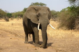 namibia-elefant