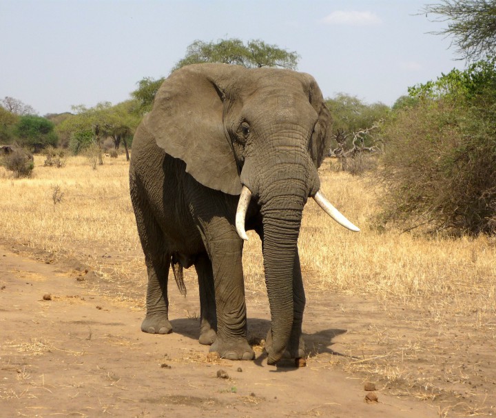 namibia-elefant