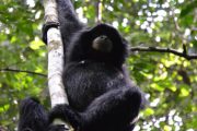 Indonesien, Bali, Orang-Utan, Dschungel. Trekking, Abenteuer, Asien, Sumatra, Tierbeobachtung, Affe, Orang-Utan