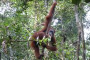 Dschungel, Trekking, Sumatra, Gunung Leuser, Thomas Leave, Affe, Orang Utan, Natur, freilebend, wild, Abenteuer, Individualreisen, on the rocks, Kleingruppe, Regenwald, Tiere, Bukit Lawang, Indonesien, Bali, anderes reisen