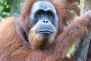 Dschungel, Trekking, Sumatra, Gunung Leuser, Thomas Leave, Affe, Orang Utan, Natur, freilebend, wild, Abenteuer, Individualreisen, on the rocks, Kleingruppe, Regenwald, Tiere, Bukit Lawang, Indonesien, Bali, anderes reisen