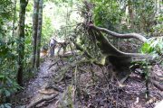 Dschungel, Trekking, Sumatra, Gunung Leuser, Thomas Leave, Affe, Orang Utan, Natur, freilebend, wild, Abenteuer, Individualreisen, on the rocks, Kleingruppe, Regenwald, Tiere, Bukit Lawang, Indonesien, Bali, anderes reisen