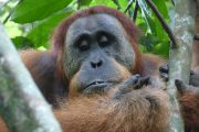 Dschungel, Trekking, Sumatra, Gunung Leuser, Thomas Leave, Affe, Orang Utan, Natur, freilebend, wild, Abenteuer, Individualreisen, on the rocks, Kleingruppe, Regenwald, Tiere, Bukit Lawang, Indonesien, Bali, anderes reisen