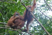 Dschungel, Trekking, Sumatra, Gunung Leuser, Thomas Leave, Affe, Orang Utan, Natur, freilebend, wild, Abenteuer, Individualreisen, on the rocks, Kleingruppe, Regenwald, Tiere, Bukit Lawang, Indonesien, Bali, anderes reisen