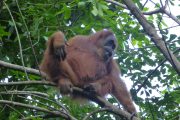 Dschungel, Trekking, Sumatra, Gunung Leuser, Thomas Leave, Affe, Orang Utan, Natur, freilebend, wild, Abenteuer, Individualreisen, on the rocks, Kleingruppe, Regenwald, Tiere, Bukit Lawang, Indonesien, Bali, anderes reisen