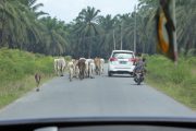 Dschungel, Trekking, Sumatra, Gunung Leuser, Thomas Leave, Affe, Orang Utan, Natur, freilebend, wild, Abenteuer, Individualreisen, on the rocks, Kleingruppe, Regenwald, Tiere, Bukit Lawang, Indonesien, Bali, anderes reisen, Palmölplantagen