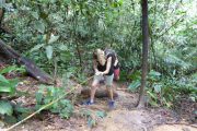 Dschungel, Trekking, Sumatra, Gunung Leuser, Thomas Leave, Affe, Orang Utan, Natur, freilebend, wild, Abenteuer, Individualreisen, on the rocks, Kleingruppe, Regenwald, Tiere, Bukit Lawang, Indonesien, Bali, anderes reisen