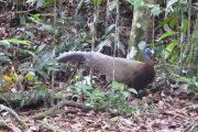 Dschungel, Trekking, Sumatra, Gunung Leuser, Thomas Leave, Affe, Orang Utan, Natur, freilebend, wild, Abenteuer, Individualreisen, on the rocks, Kleingruppe, Regenwald, Tiere, Bukit Lawang, Indonesien, Bali, anderes reisen,