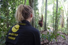 Dschungel, Trekking, Sumatra, Gunung Leuser, Thomas Leave, Affe, Orang Utan, Natur, freilebend, wild, Abenteuer, Individualreisen, on the rocks, Kleingruppe, Regenwald, Tiere, Bukit Lawang, Indonesien, Bali, anderes reisen