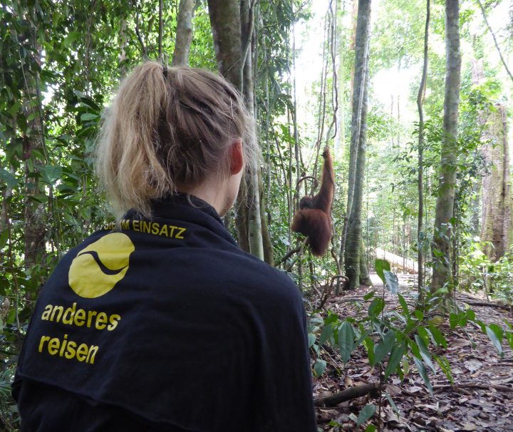 Dschungel, Trekking, Sumatra, Gunung Leuser, Thomas Leave, Affe, Orang Utan, Natur, freilebend, wild, Abenteuer, Individualreisen, on the rocks, Kleingruppe, Regenwald, Tiere, Bukit Lawang, Indonesien, Bali, anderes reisen