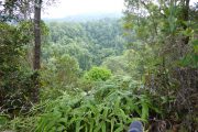 Dschungel, Trekking, Sumatra, Gunung Leuser, Thomas Leave, Affe, Orang Utan, Natur, freilebend, wild, Abenteuer, Individualreisen, on the rocks, Kleingruppe, Regenwald, Tiere, Bukit Lawang, Indonesien, Bali, anderes reisen, Camping, wandern