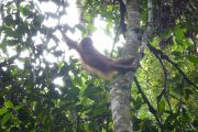 Dschungel, Trekking, Sumatra, Gunung Leuser, Thomas Leave, Affe, Orang Utan, Natur, freilebend, wild, Abenteuer, Individualreisen, on the rocks, Kleingruppe, Regenwald, Tiere, Bukit Lawang, Indonesien, Bali, anderes reisen