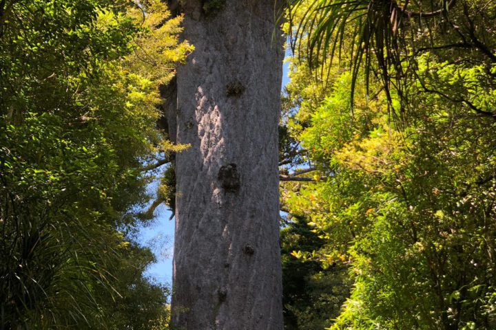 Tane Mahuta