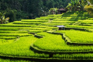 reisterrassen-ubud-bali