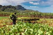 arbeiter-auf-tabakplantage-vinales-kuba