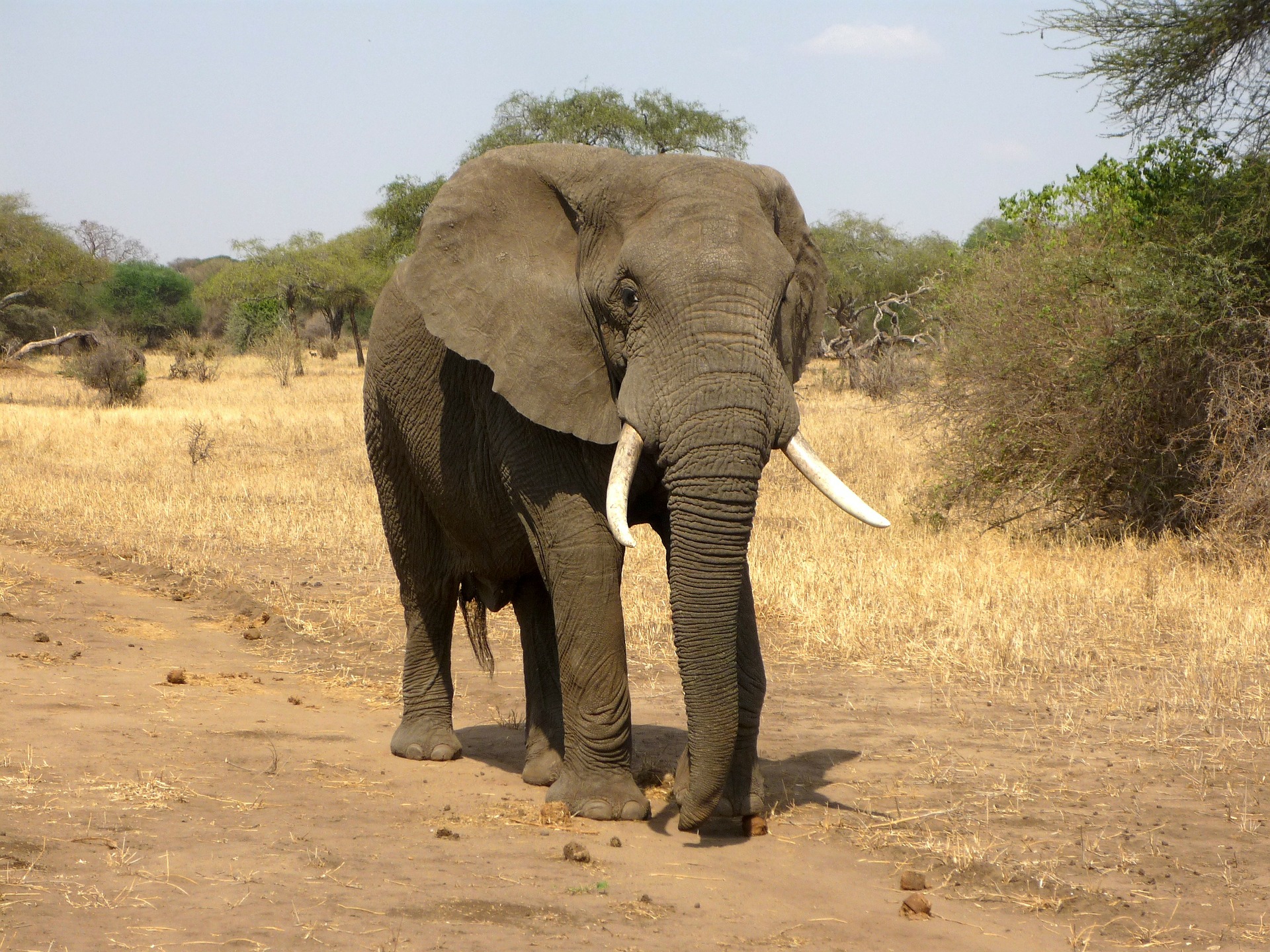 namibia-elefant