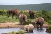 Elefanten, Afrika, Südafrika, Addo Elephant Park