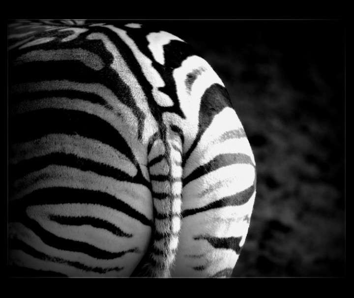 Zebra, Afrika, Safari, Nationalpark, Tier