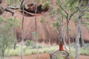 Australien, Outback, Uluru, Ayers Rock, Bäume, Felsspalte, Bank, Gras