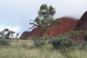 Australien, Outback, Uluru, Ayers Rock, Bäume, Längsansicht, Wolken, Gras