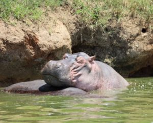 Nilpferd Hippo Queen Elizabeth NP Uganda